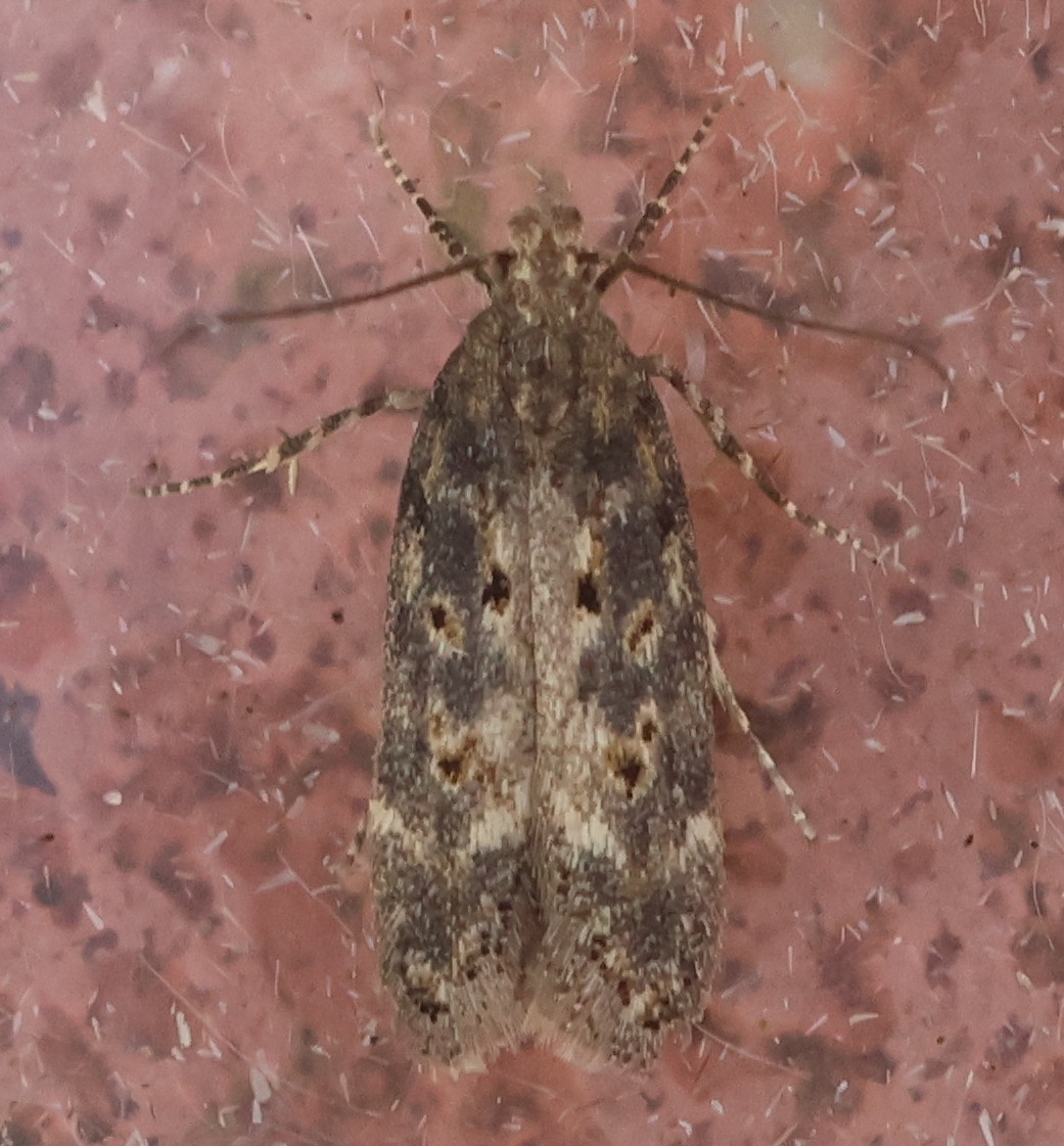 Photo of Beet Moth (Scrobipalpa ocellatella)